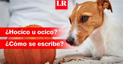 ocico o hocico|Hocico 